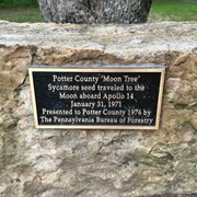 Potter County Moon Tree