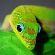 Gold Dust Day Gecko