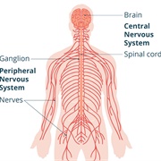 Nervous System