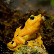 Panamian Gold Frog