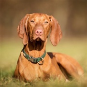 Hungarian Vizsla