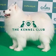Samoyed
