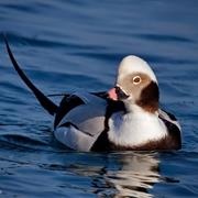 Long Tailed Duck