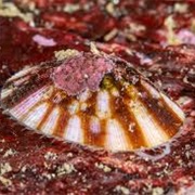 Common Tortoiseshell Limpet