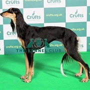 Saluki