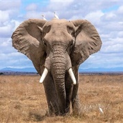Elephant