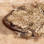 Common Midwife Toad