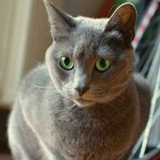 Russian Blue Cat