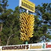 Big Bunch of Bananas