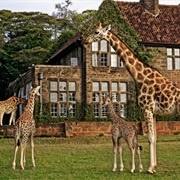 Giraffe Centre, Nairobi, Kenya
