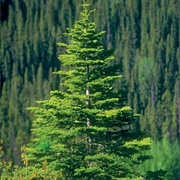Spruce Tree