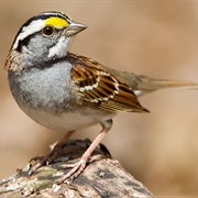 White-Throated Sparrow