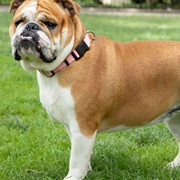 English Bulldog
