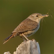 House Wren