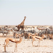 Etosha, Namibia