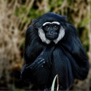 Agile Gibbon