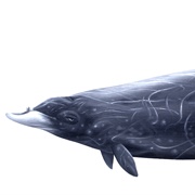 Andrews&#39; Beaked Whale
