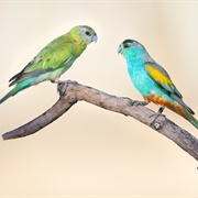 Golden-Shouldered Parrot