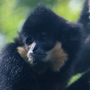 Yellow-Cheeked Gibbon