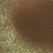 Defeated Sanity - Devoured by the Black