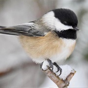Chickadee