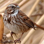 Song Sparrow