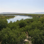 Tugay Forests of the Tigrovaya Balka Nature Reserve