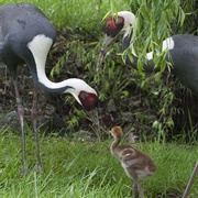 White-Naped Crane