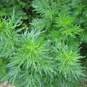 Artemisia