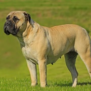 Bullmastiff