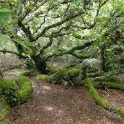 Thagaard's Plantation