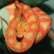 Colored Amazon Tree Boa