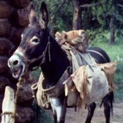 Number 7 (Grizzly Adams)