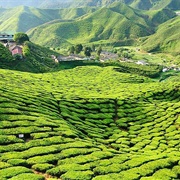 Cameron Highlands, Malaysia