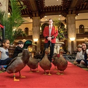 Peabody Hotel Duck March