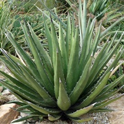 Lechuguilla (Agave Lechuguilla)