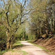 King's Cliff Forest, England, UK