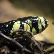 Butantan Snake Institute