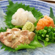 Thread-Sail Filefish (Stephanolepis Cirrhifer)