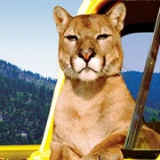 Charlie the Lonesome Cougar