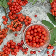 Rowanberries