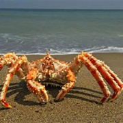 Orange King Crab