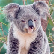 Koala Bear