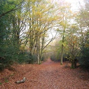 Five Hundred Acre Wood