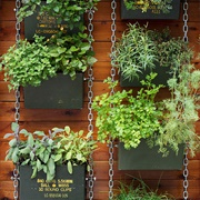 Vertical Gardening