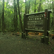 Aokigahara Forest, Japan