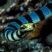 Sea Snake