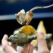 Lightning Whelk (Sinistrofulgur Perversum)