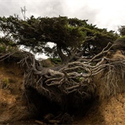 Kalaloch Tree of Life