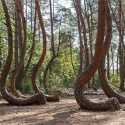 The Crooked Forest, Poland